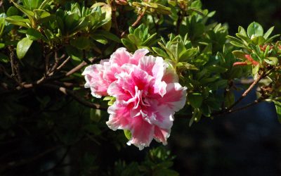 El otoño llega a los jardines de Casaldomar