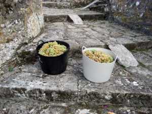 Capachos con uva albariña en la casa de turismo rural Casaldomar