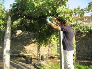 Recogida de uvas de albariño en el hotel rural Casaldomar
