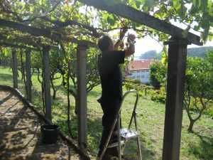 Vendimia de albariño en el hotel rural Casaldomar (Vilagarcía de Arousa)