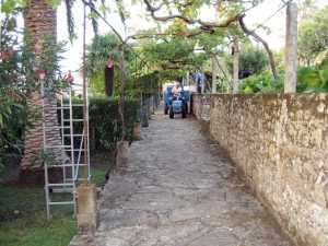 Vendimia de uva albariña en Casaldomar (Carril)