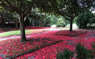 La camelia colorea el turismo de invierno en Casaldomar