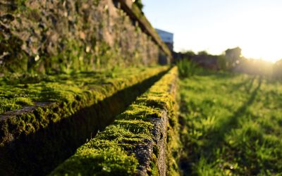 El jardín de Casaldomar se cubre de musgo en invierno