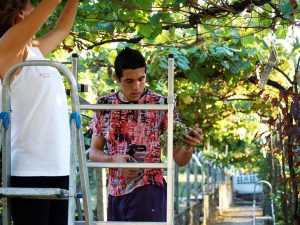 Recolecta de uvas en la vendimia de 2006 en Casaldomar