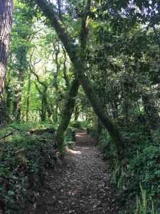 Bosque de laureles de la Isla de Cortegada